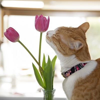 情報カフェしまね 今週のこっころちゃん 日本海テレビ