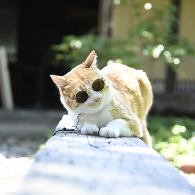 ころ こっ