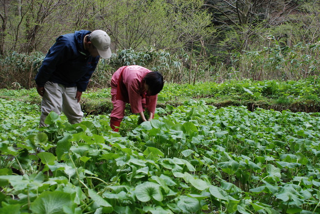 山陰 伝説のレシピ 日本海テレビ