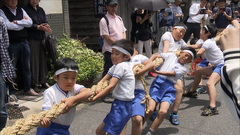 「因幡の菖蒲綱引き」綱引き