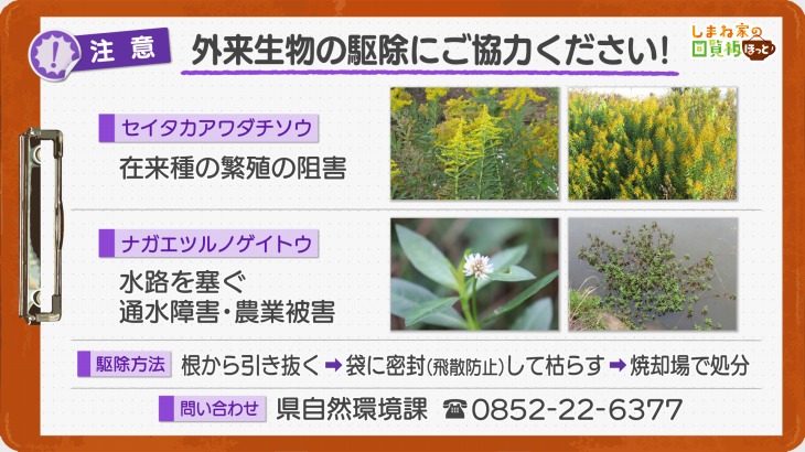 外来生物の駆除にご協力ください！