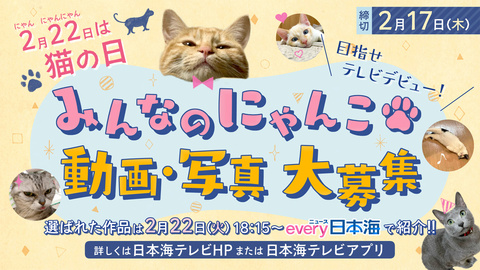 2月22日は猫の日 ネコ動画 写真募集中 日本海テレビ 2月22日は猫の日 ネコ動画 写真募集中 日本海テレビ