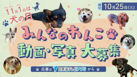 11月1日は犬の日 わんこ動画 写真募集中 日本海テレビ